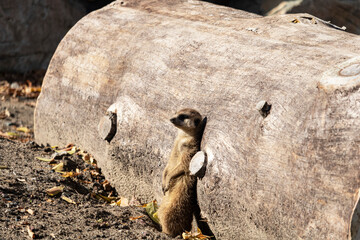 Zoo de Granby, Qu&eacute;bec Canada, Suricate