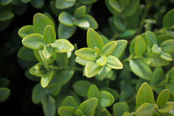 Fototapeta na wymiar Macro of mountain boxwood on a dark background