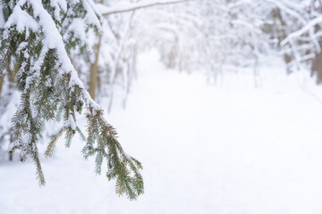 Close up view of snowy spruce branch in forest. Calm and tranquil  scene