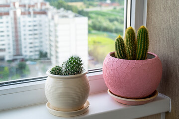 The Two cactuses stand on the windowsill