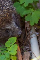 hedgehog in the grass