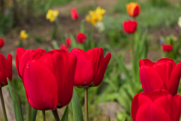 red and yellow tulips