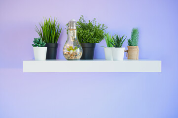 white book shelf with plant pots in front of a violet wall with copy space