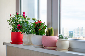 Several cacti and roses in pot stand on the windowsill on the balcony