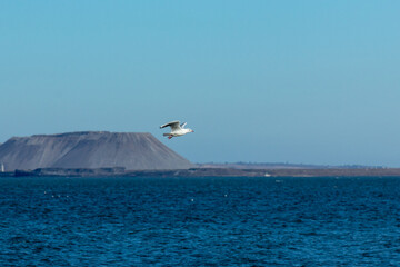 seagull over the sea