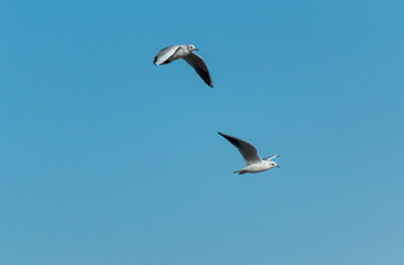 seagull in flight