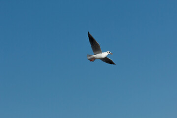 seagull in flight