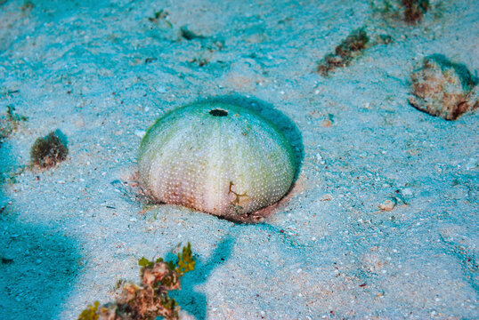 Skeletal remains of a sea urchin on the sea bottom