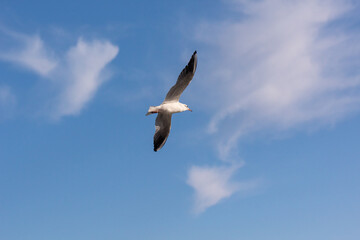 seagull in the sky