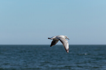 Fototapeta na wymiar seagull over the sea