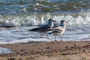 seagull on the beach