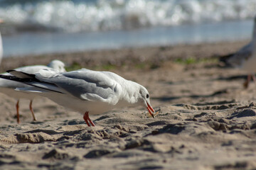 seagull on the beach