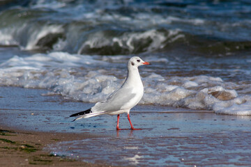 seagull on the beach