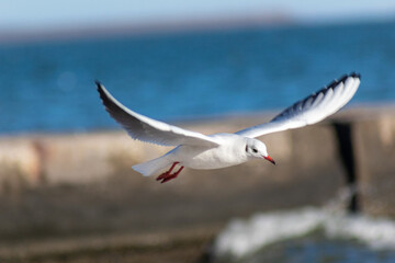 seagull over the beach