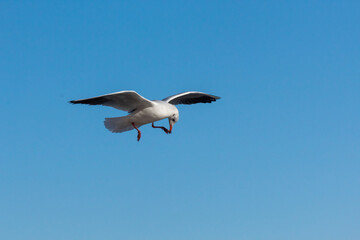 seagull in the sky