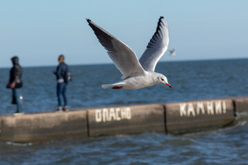 seagull over the pier