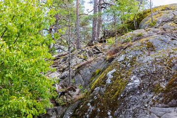Fototapeta premium Beautiful nature landscape view of tree roots on rocky ground. Sweden.