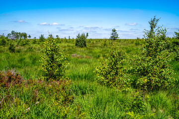 Hohes Venn, Malmedy, Belgien 