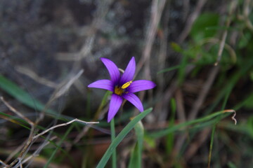 Beautiful Flowers Blooming In The Garden, Bodrum Turkey