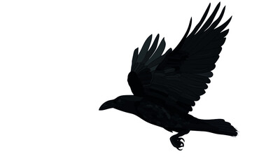 Flying raven. Vector image. 