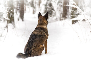 Brown dog in snowy forest 