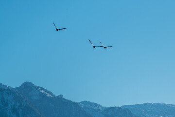 Fototapeta na wymiar geese in flight