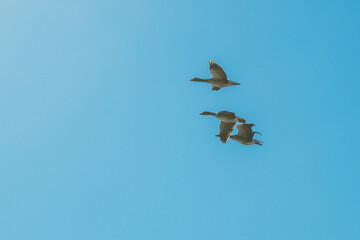 geese in flight