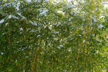 Bamboos covered with snow in garden.