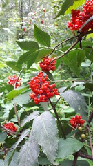 red berries on a bush