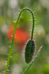 Pąk maku pojedynczy