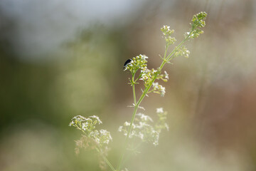 Roślina o białych kwiatach