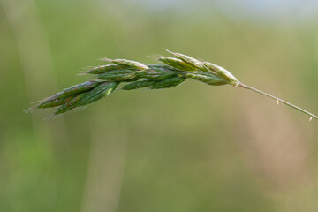 Kłos trawy © JacekJ