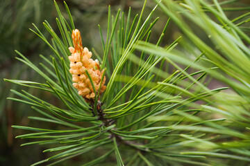 Young sapling pine buds. Spring tree growth. Young green pine branch.