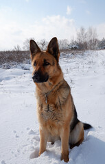 German shepherd dog sits on a snowy field on a sunny winter day.