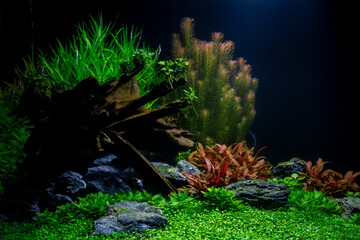 Obraz premium planted Tank Aquarium 