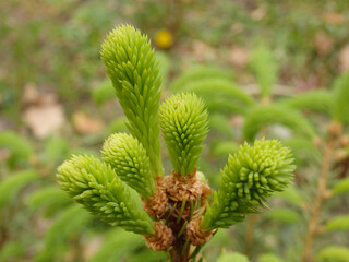 Fototapeta premium Young sapling pine buds. Spring tree growth. Young green pine branch.
