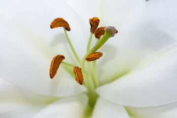 the lily stamen and pistil, macro