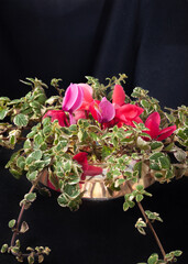 Floral arrangement with dark background red and green