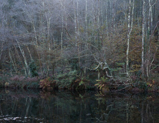 Forest in winter reflected in the river