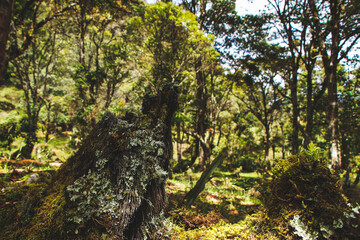
bosque paramo 
