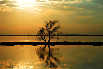 Reflection of tree with golden sunlight in flooded Ottawa Park