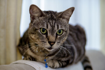 Cats Sitting On The Sofa In The Room.