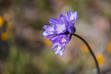 Blue dicks, Dichelostemma capitatum, is also common in Antelope Valley California Poppy Reserve. 