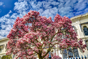 Flowering trees and flower beds along the river in Rotterdam