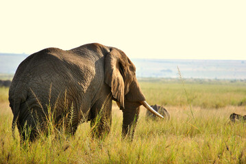 African elephant at sunset