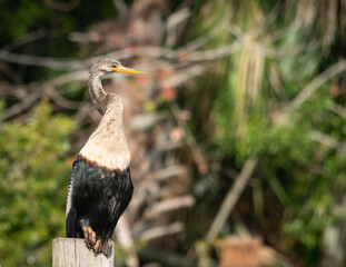Beautiful Anhinga bird