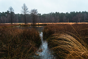 Moor in Heide mit Wasser