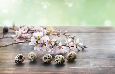 Spring easter background with almond flowers and quail eggs on old wooden table
