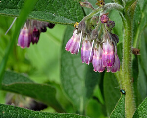 Sch&ouml;ne Sommerblume