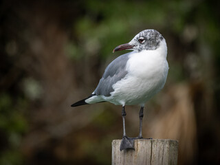 Non breeding Laughing gull posing